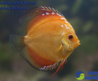 Дискус золотая радуга купить