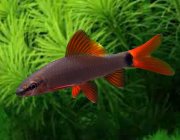 Лабео френатус 5 см