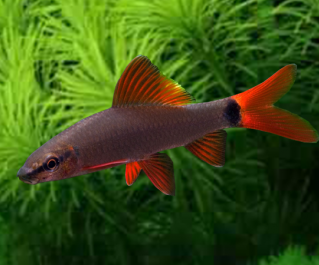 Лабео френатус купить 5 см