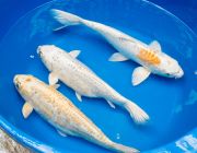 Карп кои ассорти класс А 30+см