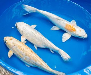 Карп кои купить 30+см (ККI005)