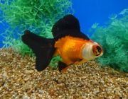 Телескоп бабочка красно-черная 8-9см