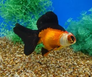 Телескоп бабочка красно-черная купить