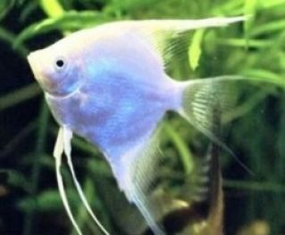 Скалярия платиновая лира купить 4,5-5см