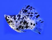 Моллинезия баллон серебряная ситцевая 2,5см (M02)