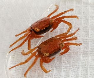 Краб вампир томатный (КМ004)