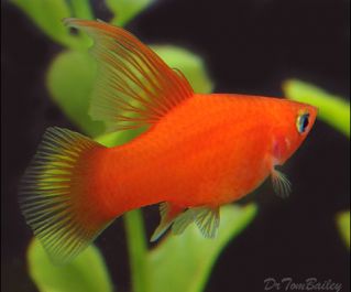 Пецилия красная высокоплавничная купить