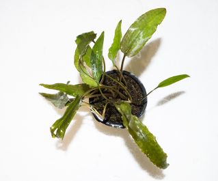 Криптокорина Вендта Красная (TC 11) купить