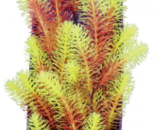 Кабомба красно-салатовая 38см в картонной коробке (YS-60517)