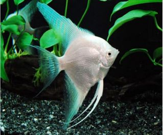 Скалярия платиновая купить 2,5-3см