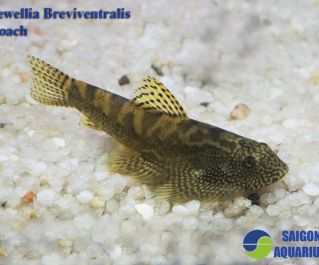 Севилья бревивентралис золотистая купить (5-6cm) (WSBZ56)