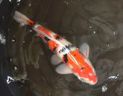 Карп кои лот 10 (ККL010)