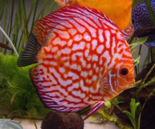 Дискус голубиная кровь купить 7-8см (DR-78)