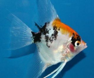 Скалярия  кои