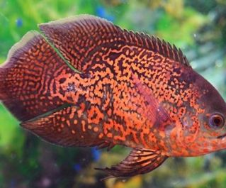 Астронотус ассорти купить 7-8см (А-002)