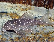 Гипанциструс Hypancistrus sp. L-004, 8-9см (L-004)