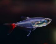 Тетра стеклянная