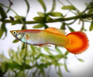 Гуппи самцы сансет купить