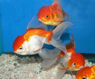 Оранда ассорти купить 10-13см (OK-01)