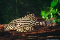 Панак Армбрустера купить Panaque armbrusteri L027/Jamanx, 6-7см