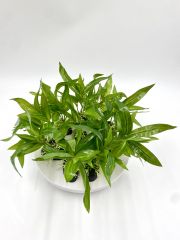 Искусственное растение 20см 