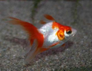 Риукин красно-белый 6-7см купить с доставкой