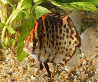 Аргус красный 3см (TP501-1)