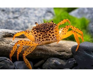 Краб пантера (КТ001)