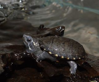 Пенсильванская замыкающая Kinosternon subrubrum (3-5см) (KS)