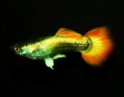 Гуппи самцы сансет германские