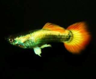 Гуппи самцы сансет германские купить