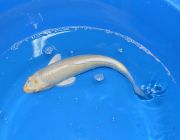 Карп кои ассорти класс А 50+см