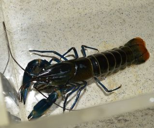 Рак голубая луна 6-9см купить