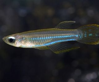 Аплохейлихтис Нормана (синеглазка)