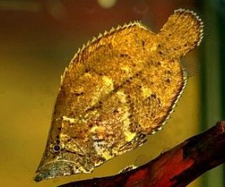 Рыба-лист (Monocirrhus polyacanthus) купить с доставкой