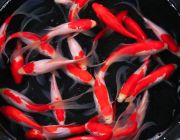 Карп кои красно-белый 12,5см.