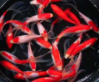 Карп кои красно-белый 10-12 см купить с доставкой