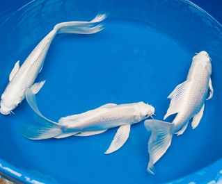 Карп Кои Платиновый вуалевый купить от 30 см. (Р-CP30)