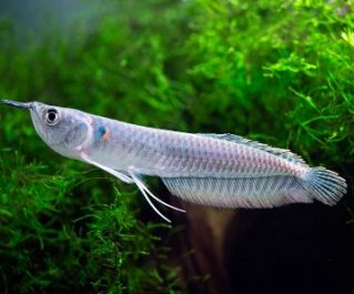 Арована серебрянная купить 10-12 см