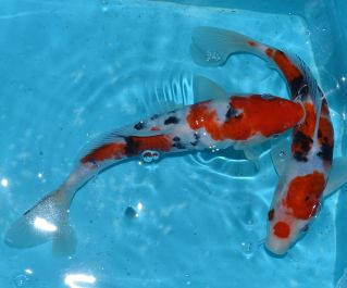 Японский карп кои Санке 20см (YAKS)