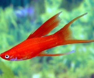 Меченосец красный высокоплавничный лира купить 5 см