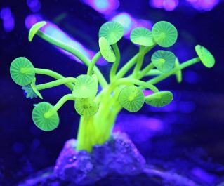 Декор из силикона 