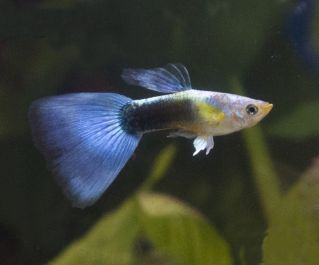 Гуппи самцы голубые такседо купить