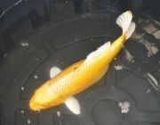 Карп кои лот 25 (ККL025)