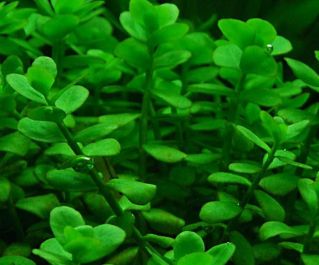 Бакопа монье (пучок) (B001) купить