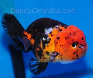 Львиноголовка ситцевая купить