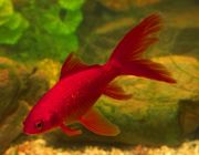 Комета красная 13-15см (CRW-15)