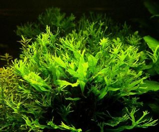 Папоротник крыловидный таиландский (K007)