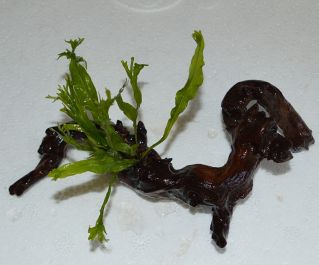 Папоротник винделов на коряге (K009)