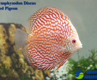 Дискус красный пиджен купить (CI016d)